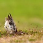 Regenbrachvogel auf Island