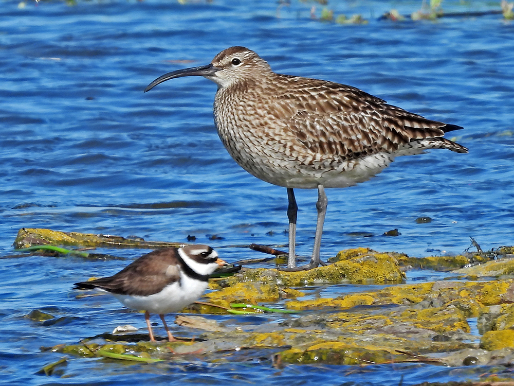 Regenbrachvogel