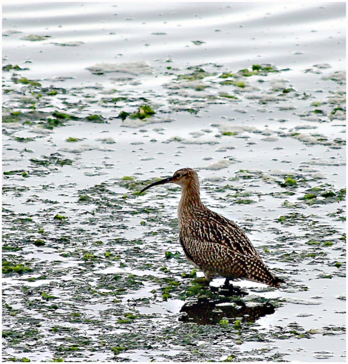 Regenbrachvogel