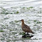 Regenbrachvogel