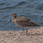 Regenbrachvogel