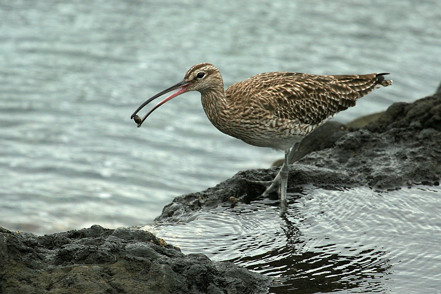 Regenbrachvogel