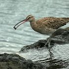 Regenbrachvogel