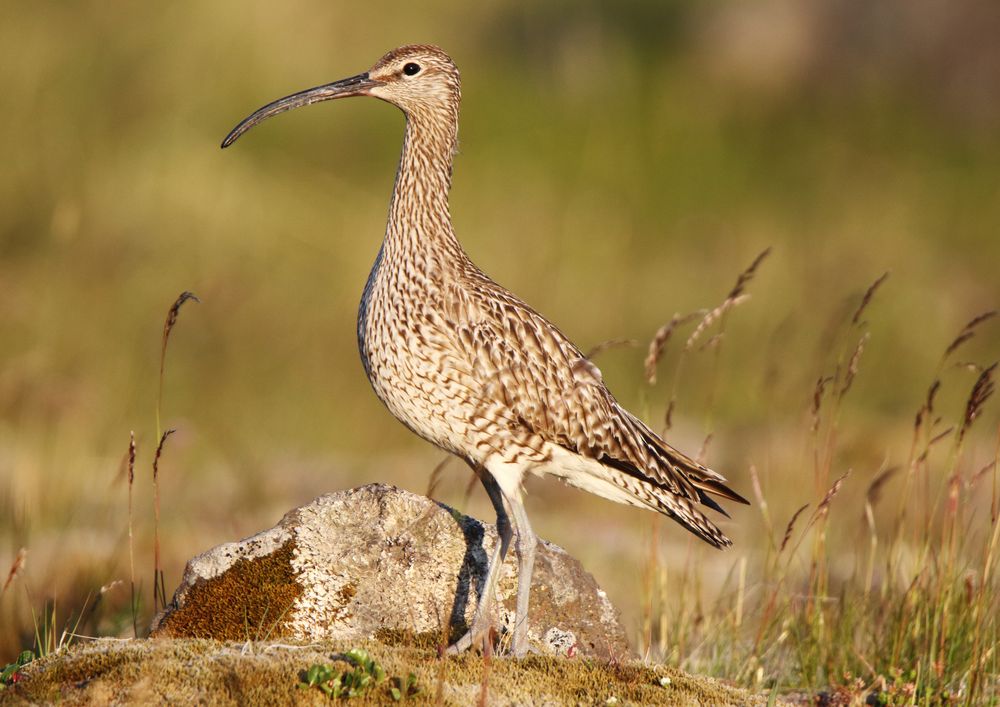 Regenbrachvogel