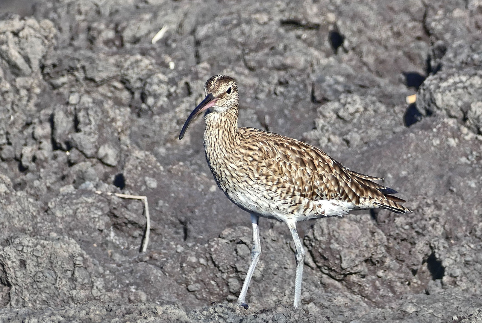 Regenbrachvogel