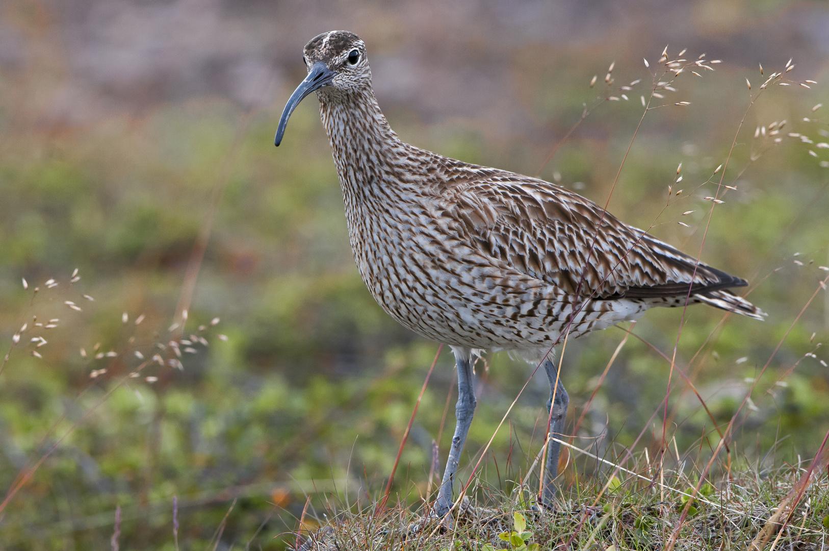 Regenbrachvogel