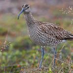 Regenbrachvogel