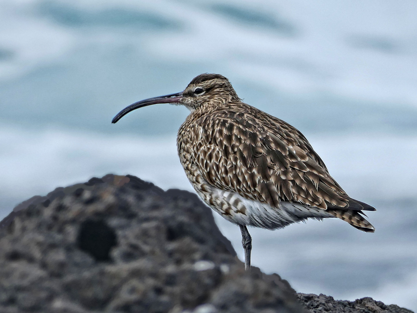 Regenbrachvogel