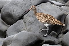 Regenbrachvogel