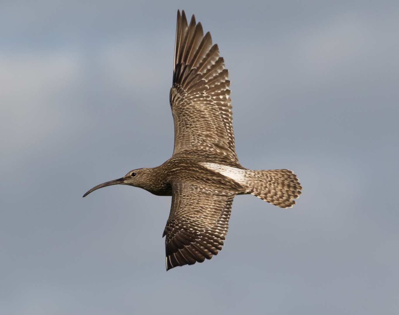 Regenbrachvogel