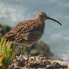 Regenbrachvogel