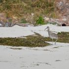 Regenbrachvogel