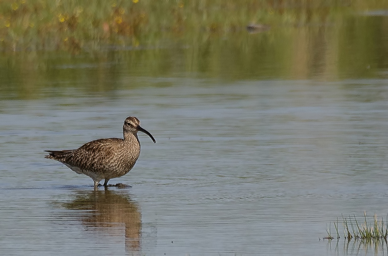 Regenbrachvogel Doku