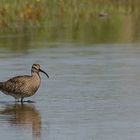 Regenbrachvogel Doku