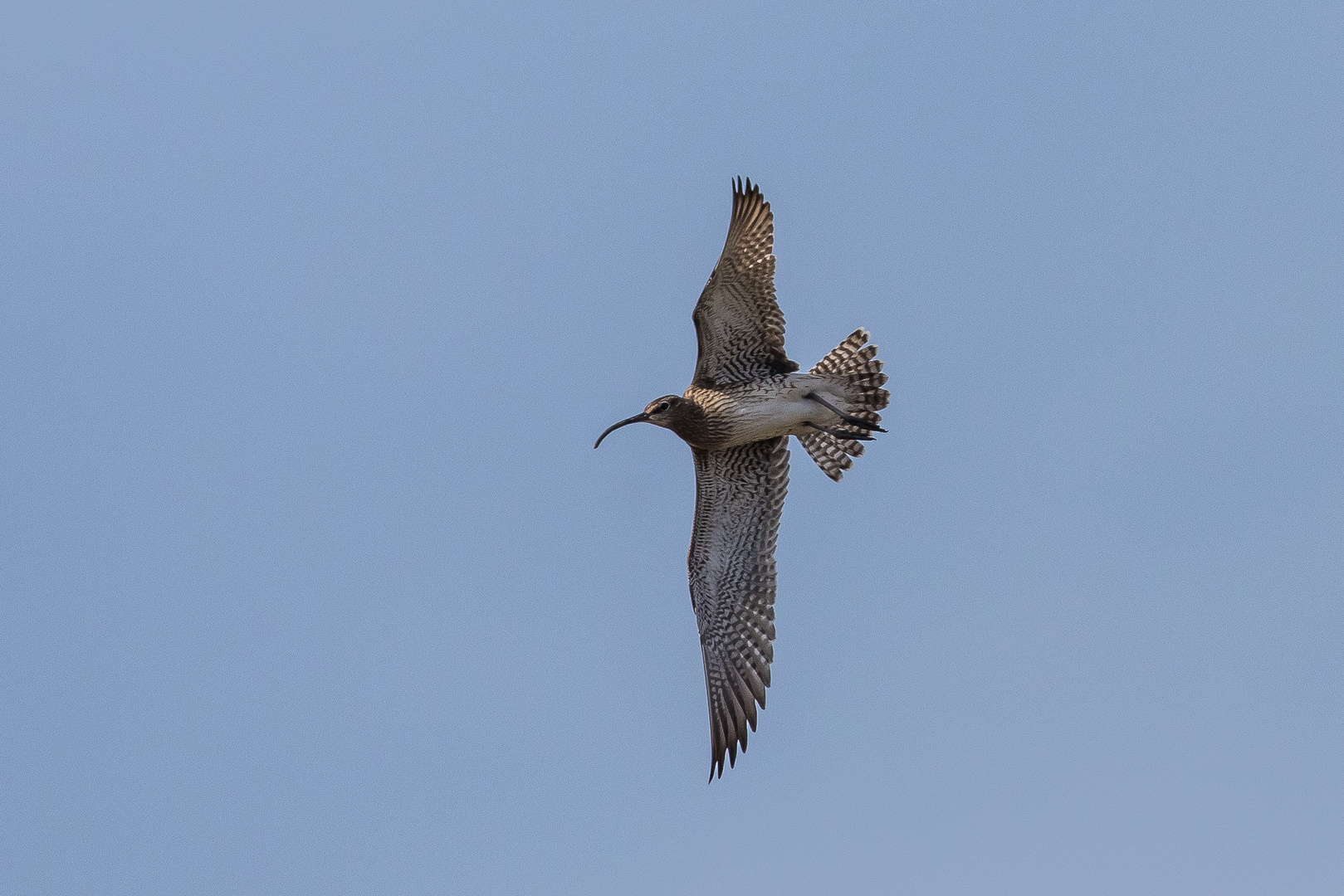 Regenbrachvogel