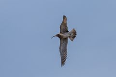 Regenbrachvogel