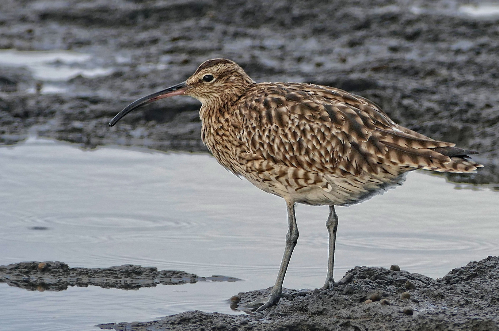 Regenbrachvogel