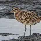 Regenbrachvogel