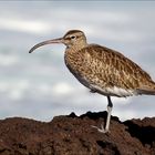 Regenbrachvogel