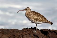 Regenbrachvogel