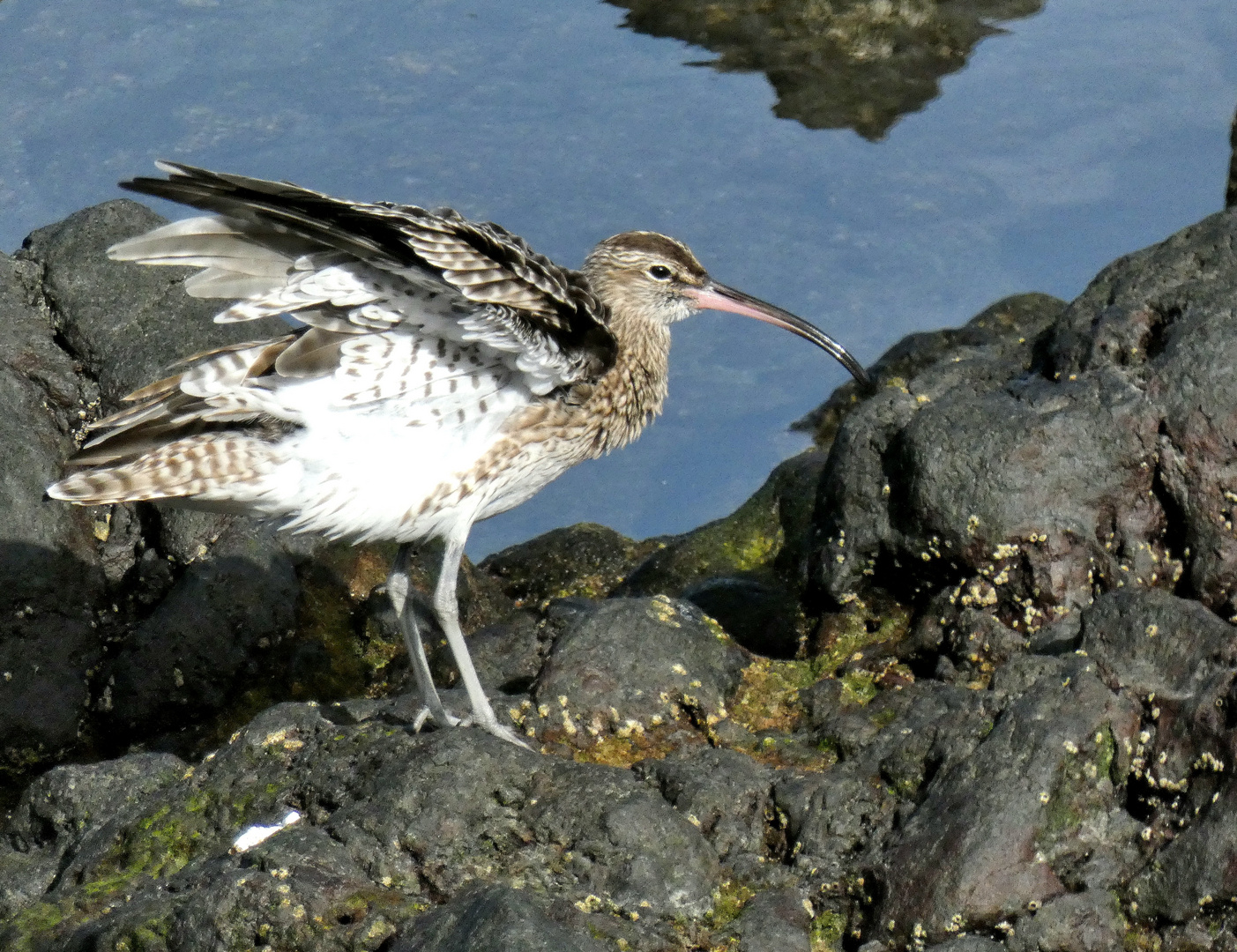 Regenbrachvogel 