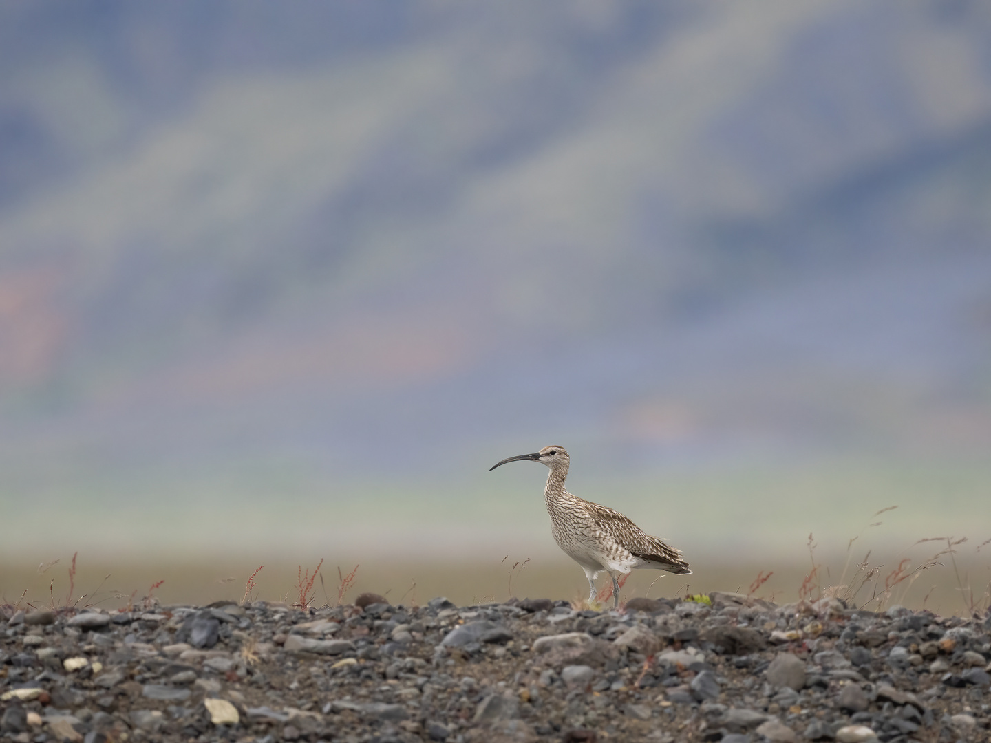 Regenbrachvogel