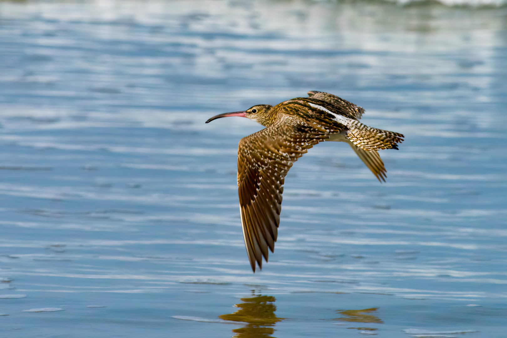 Regenbrachvogel 