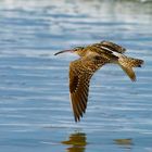 Regenbrachvogel 