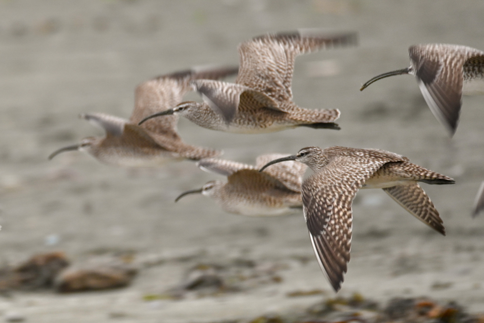 Regenbrachvogel im Flug