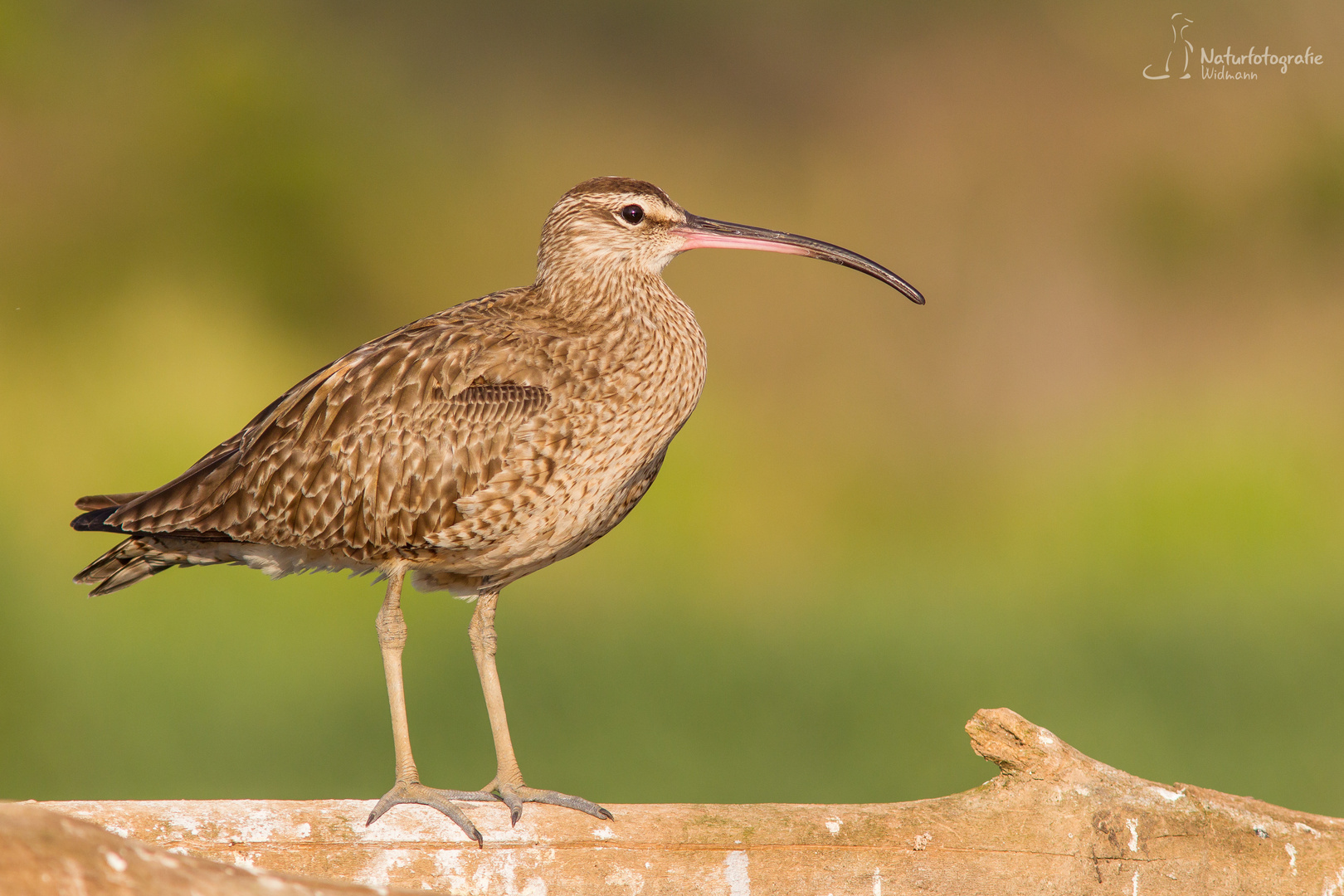 Regenbrachvogel im letzten Tageslicht