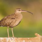 Regenbrachvogel im letzten Tageslicht