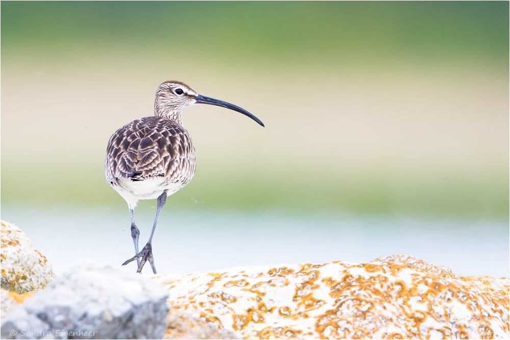 Regenbrachvogel im Mückenschwarm