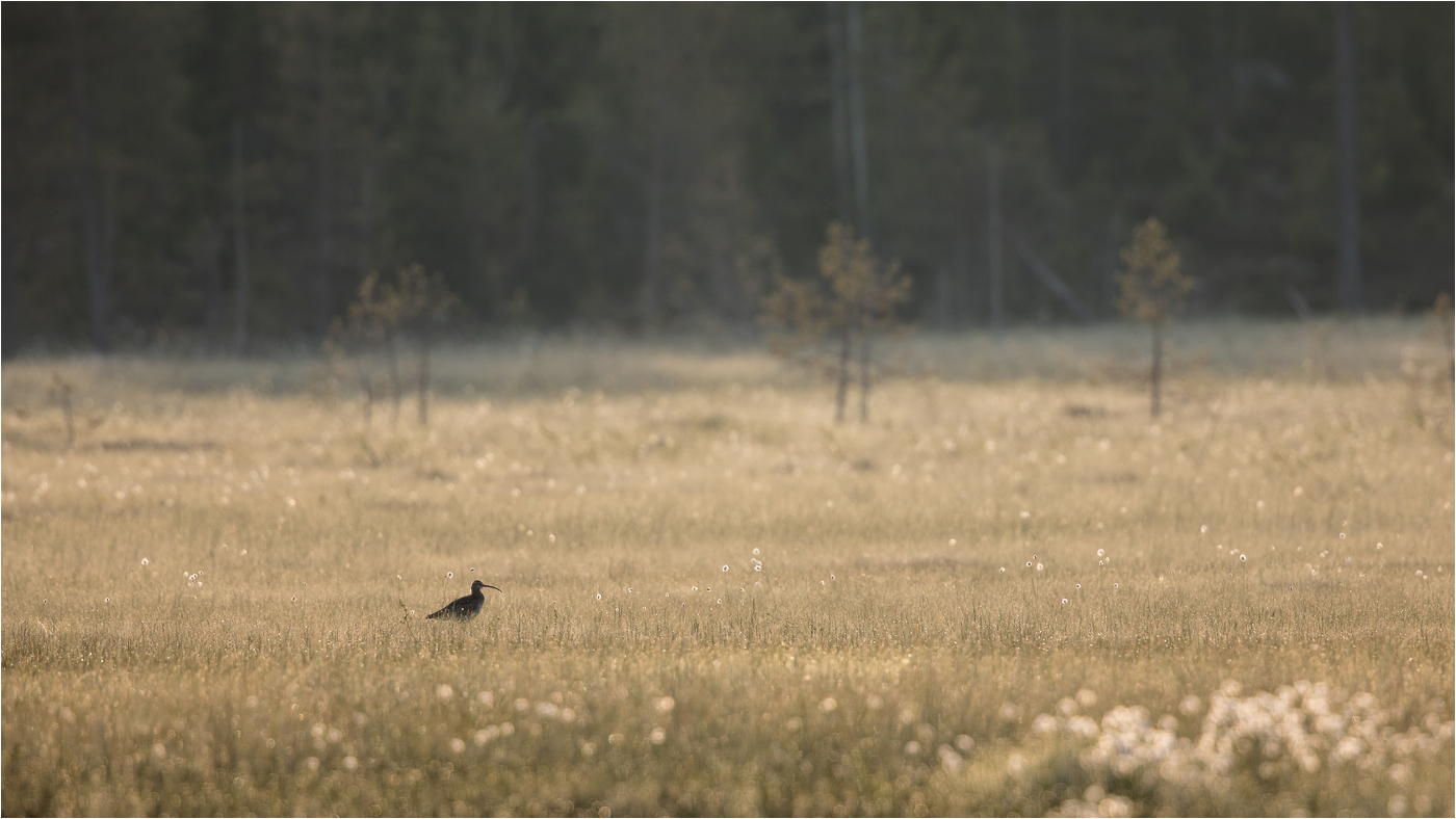 Regenbrachvogel im Sumpf