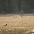 Regenbrachvogel im Sumpf