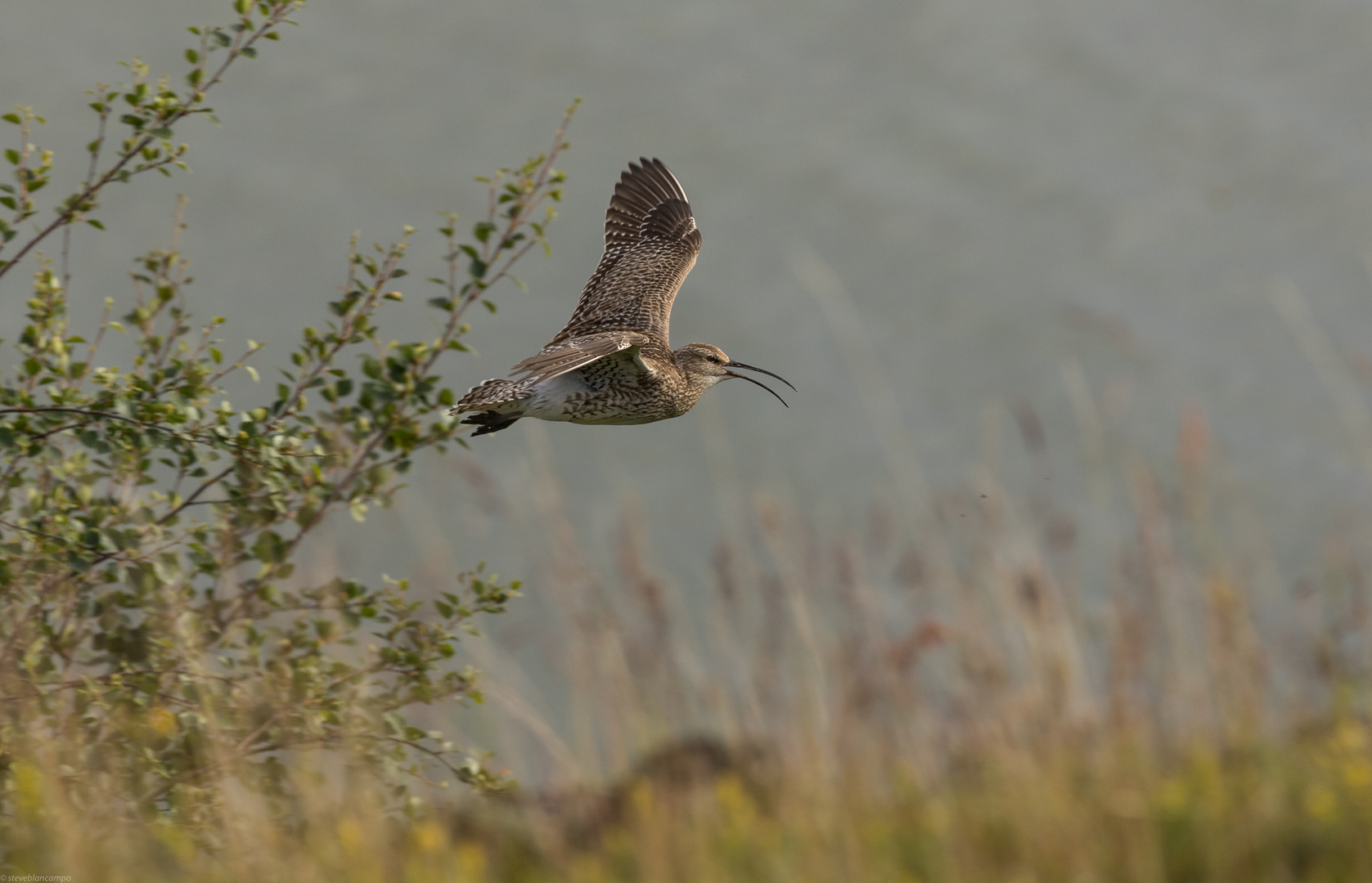 Regenbrachvogel im Tiefflug