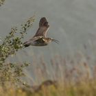 Regenbrachvogel im Tiefflug