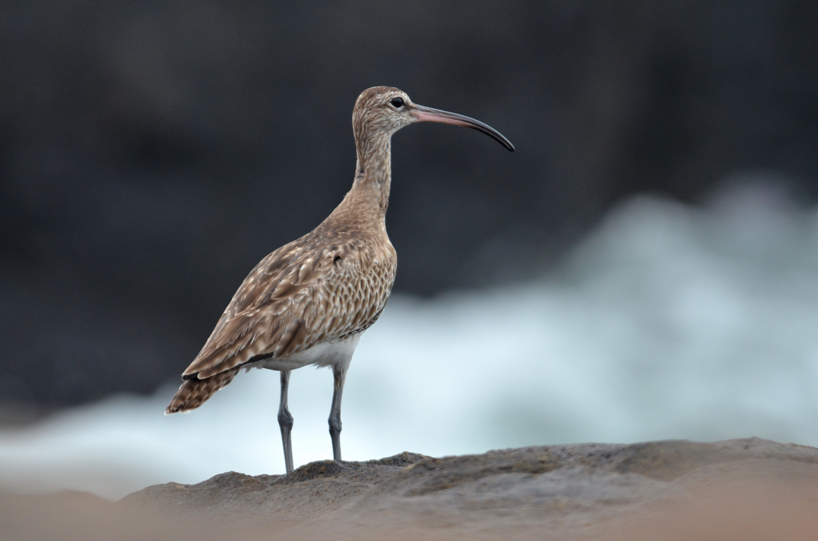 Regenbrachvogel im Winterquartier am Meeresstrand