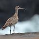 Regenbrachvogel im Winterquartier am Meeresstrand