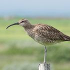 Regenbrachvogel in Island - Danke für den Hinweis!