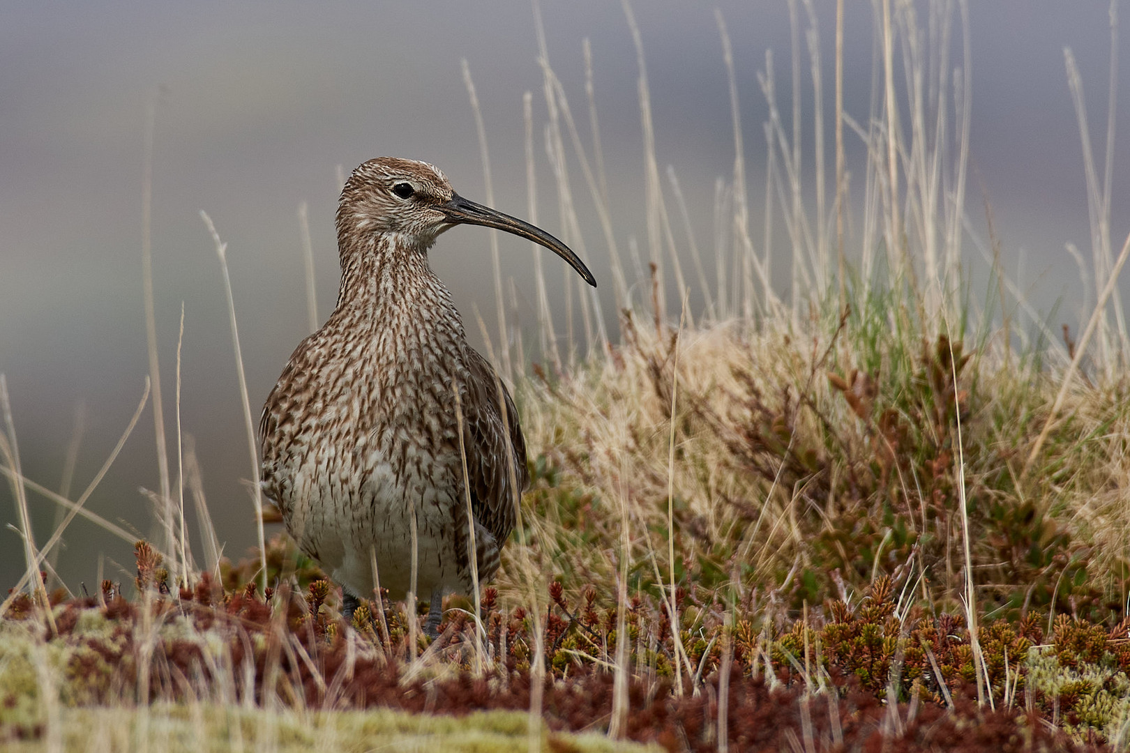 Regenbrachvogel, Island