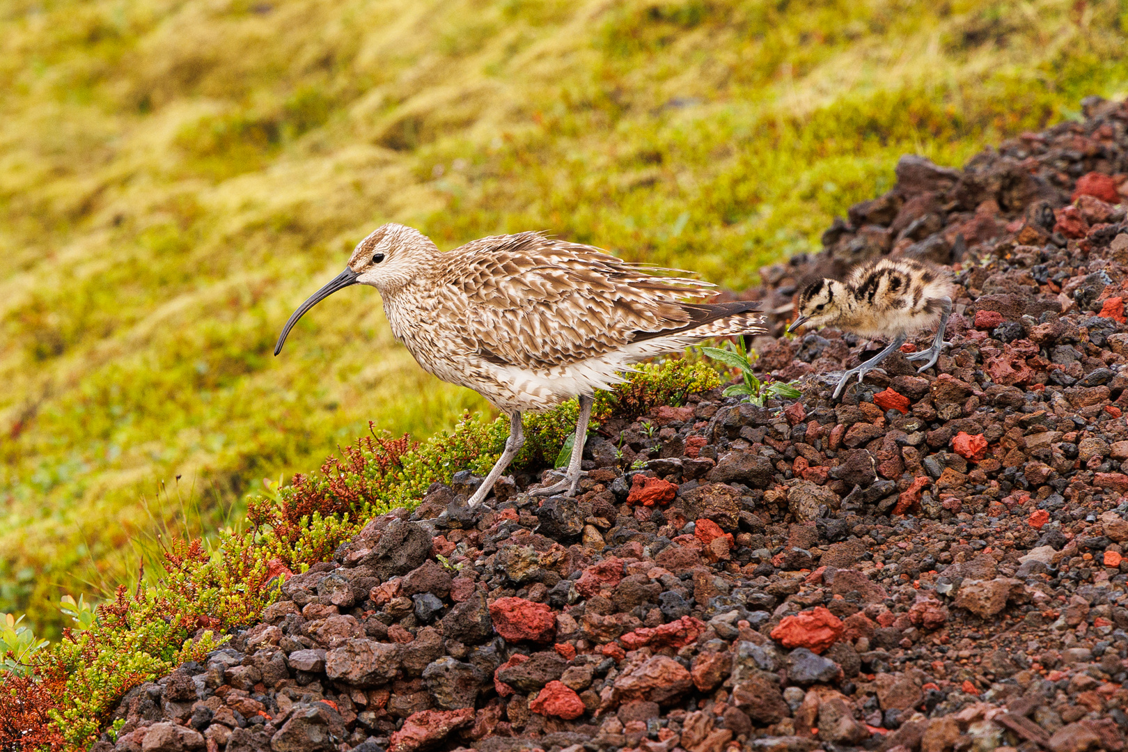 Regenbrachvogel mit Küken