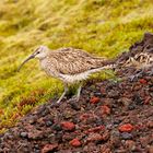 Regenbrachvogel mit Küken