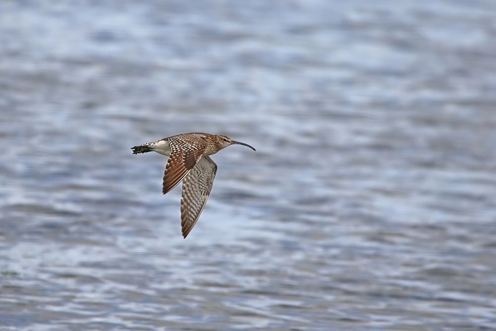 Regenbrachvogel (Numenius phaeopus)