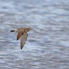 Regenbrachvogel (Numenius phaeopus)