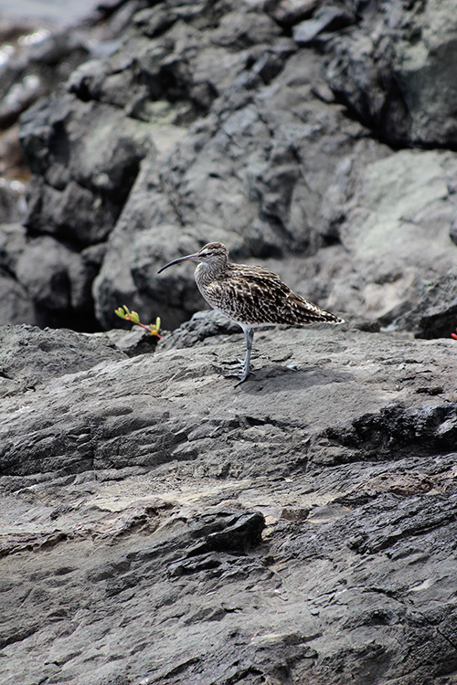 Regenbrachvogel (Numenius phaeopus)