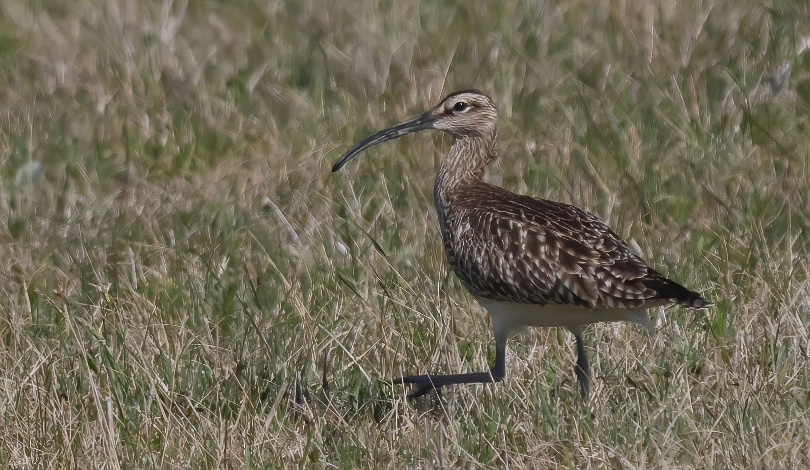 * Regenbrachvogel (Numenius phaeopus) *