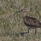 * Regenbrachvogel (Numenius phaeopus) *