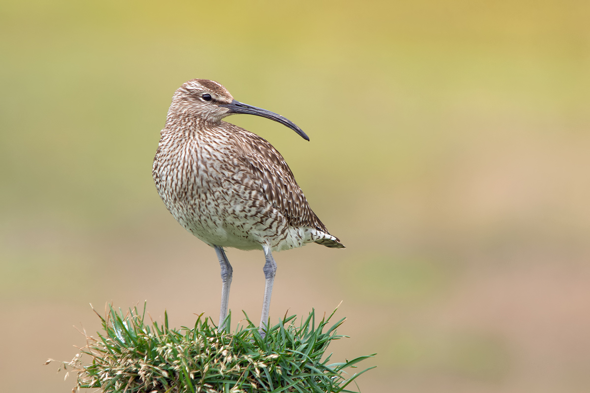 Regenbrachvogel (Numenius phaeopus)