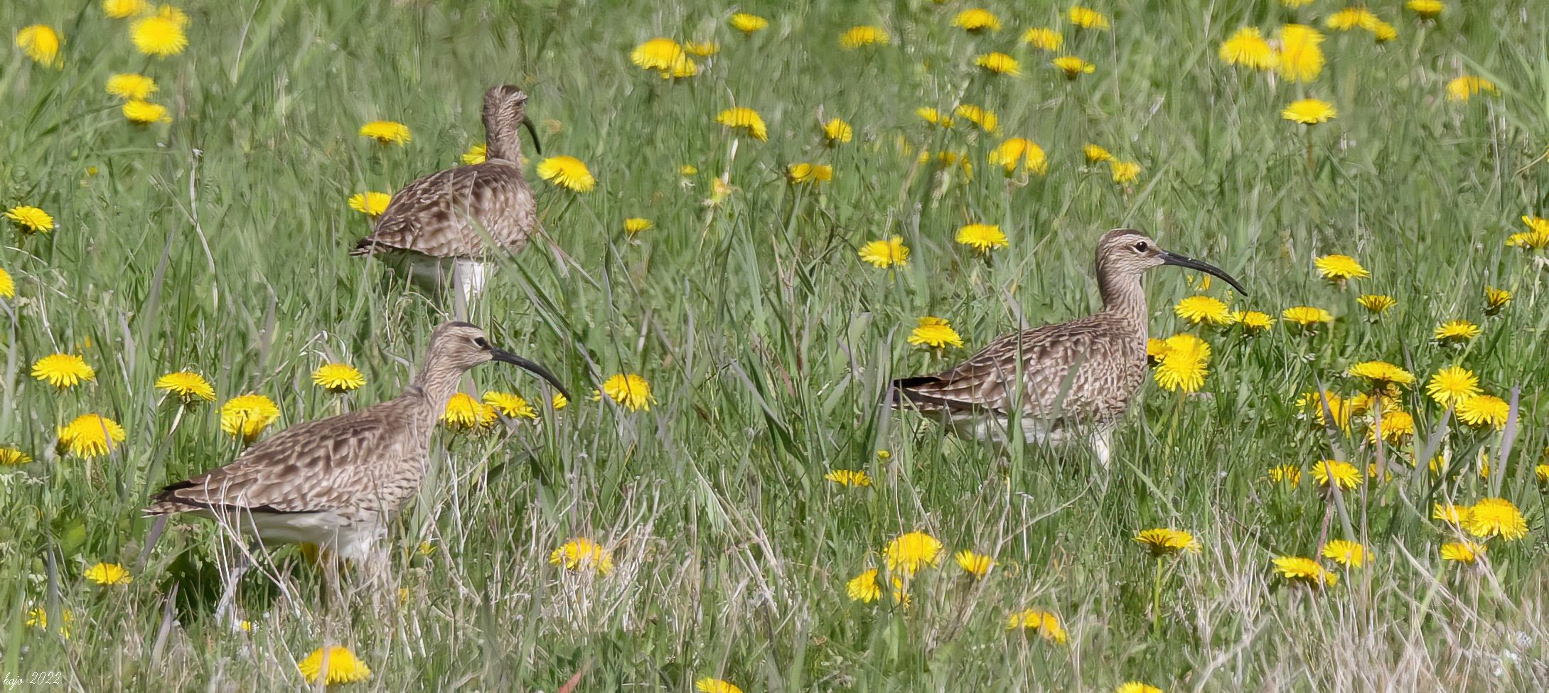 * Regenbrachvogel (Numenius phaeopus) *