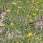 * Regenbrachvogel (Numenius phaeopus) *